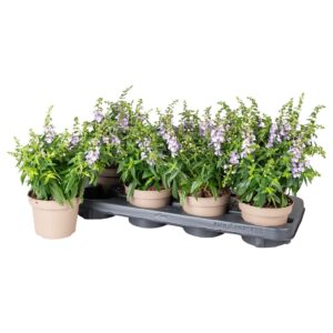 Angelonia Serena Purple Angelonia blue
(8 Plants/Order)(12cmP 25cmH)