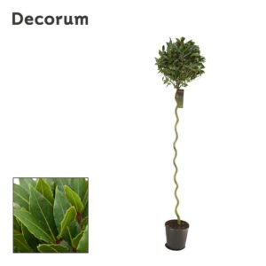 Laurus nobilis Laurus nobilis Spiraal stam
(1 Plants/Order)(25cmP 180cmH)
