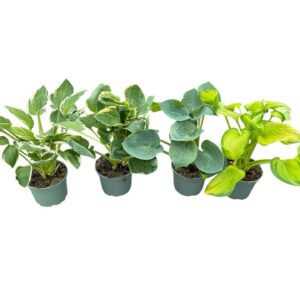 Hosta other Hosta in Types
(1 Plants/Order)(19cmP 35cmH)