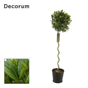 Laurus nobilis Laurus nobilis Spiraal stam
(1 Plants/Order)(25cmP 140cmH)