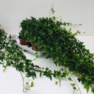 Hedera Shamrock Hedera Shamrock Ran 70-80 cm
(8 Plants/Order)(12cmP 75cmH)