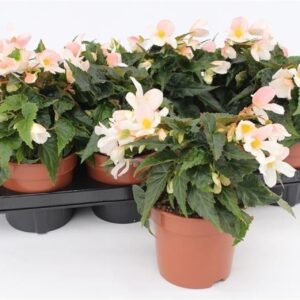 Begonia Bossa Nova Pure White Begonia Waterfall White
(8 Plants/Order)(13cmP 25cmH)