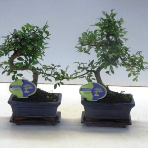 Bonsai Zelkova parvifolia, 15cm., shape, with driptray
(10 Plants/Order)(15cmP 30cmH)
