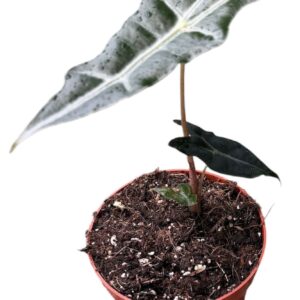 Alocasia Alocasia Nobilis
(9 Plants/Order)(10.5cmP 20cmH)