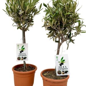 Olea europaea Olea europea P15 stam
(6 Plants/Order)(15cmP 60cmH)