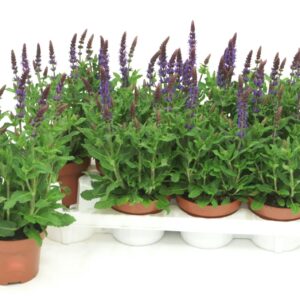 Salvia nemorosa Sensation Deep Blue Salvia deep blue
(8 Plants/Order)(13cmP 35cmH)