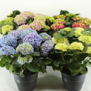 Hydrangea Hydrangea mixed 23 cm (min. 3 kleuren)
(1 Plants/Order)(23cmP 45cmH)