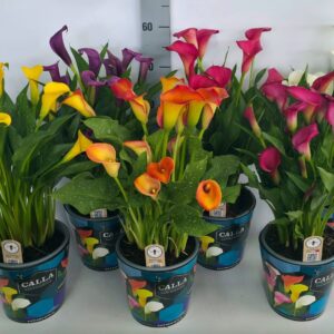Zantedeschia mixed Zantedeschia 19cm potcover blue - mix
(1 Plants/Order)(19cmP 55cmH)