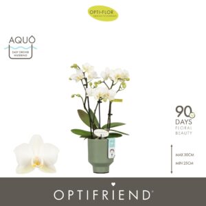 Phalaenopsis Multiflora Optifriend Sandra 3 spike in Emilia Green Aquo
(6 Plants/Order)(7cmP 25cmH)