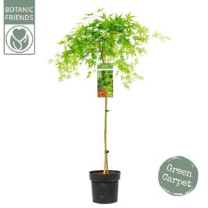 Acer palmatum Ryusen Acer palm. 'Ryusen' ®
(1 Plants/Order)(24cmP 130cmH)