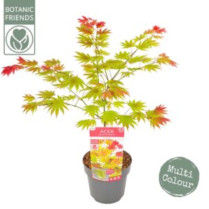 Acer shirasawanum Acer shirasawanum 'Moonrise' ®
(1 Plants/Order)(19cmP 55cmH)