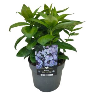 Phlox Paniculata Grp Pink Eye Flame Phlox Flame Lilac Star
(6 Plants/Order)(17cmP 45cmH)