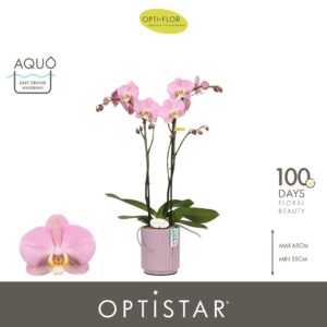 Phalaenopsis Padova Optistar Padova 2 spike in Molise Lilac Aquo
(6 Plants/Order)(12cmP 60cmH)