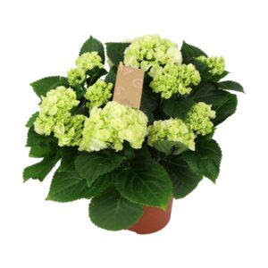 Hydrangea Schneeball Hydrangea white 7/8 flowers
(6 Plants/Order)(14cmP 40cmH)