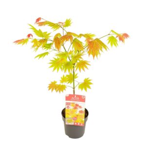 Acer shirasawanum Acer shirasawanum 'Moonrise' ®
(6 Plants/Order)(15cmP 45cmH)