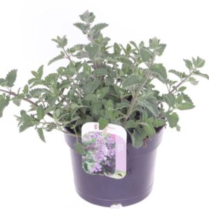 Nepeta Six Hills Giant Nepeta faassenii Six Hills Giant
(6 Plants/Order)(17cmP 35cmH)