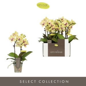 Phalaenopsis Multiflora Optifriend Anouk 2 spike
(8 Plants/Order)(7cmP 25cmH)