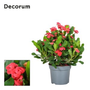 Euphorbia Vulcanus Euphorbia Milli Vulcano Decorum
(6 Plants/Order)(13cmP 25cmH)