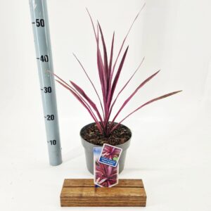 Cordyline Cordyline australis 'Paso Doble' PBR
(1 Plants/Order)(19cmP 45cmH)