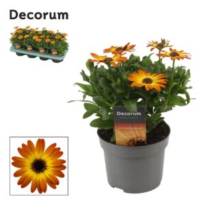Osteospermum Dueostmaorflar Osteospermum Orange Flare Decorum
(8 Plants/Order)(12cmP 25cmH)