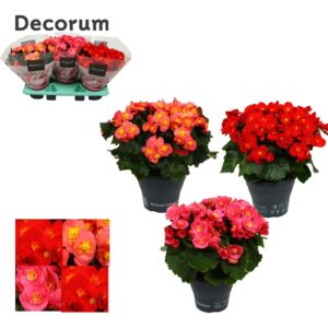 Begonia Belove Begonia BELOVE 19cm mix
(3 Plants/Order)(19cmP 35cmH)