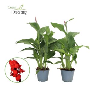 Canna Kreta Canna Kreta p 14
(8 Plants/Order)(14cmP 50cmH)
