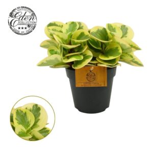 Peperomia Peperomia Obtipan Bicolor 12cm
(8 Plants/Order)(12cmP 20cmH)