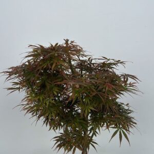Acer palmatum Jerre Schwartz Acer palmatum Jerre Schwarz, Pot 26cm.
(2 Plants/Order)(26cmP 50cmH)
