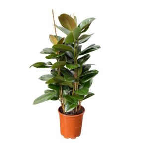Ficus Elastica Robusta Ficus Elastica 'Robuta' toef - 110cm
(1 Plants/Order)(24cmP 110cmH)