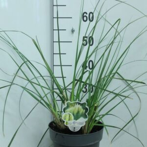 Cortaderia selloana Pumila Cortaderia selloana 'Pumila' P23
(1 Plants/Order)(23cmP 60cmH)