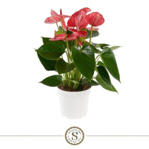 Anthurium (Andreanum Grp) Livium Ru Livium Ruby 14cm
(6 Plants/Order)(14cmP 50cmH)