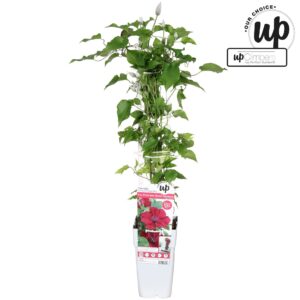 Clematis Clematis Nubia P15
(10 Plants/Order)(15cmP 65cmH)