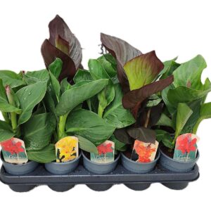 Canna Cannova Canna mix 12cm met Flower
(10 Plants/Order)(12cmP 35cmH)