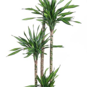 Dracaena Riki Dracaena Riki 120-90-60-30
(1 Plants/Order)(27cmP 160cmH)