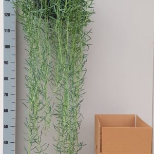 Senecio Senecio BluePickle 25cm
(1 Plants/Order)(25cmP 120cmH)