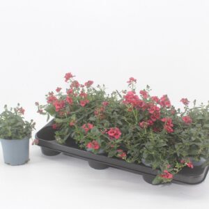 Diascia Flying Colors Trailing Red Diascia red
(12 Plants/Order)(10.5cmP 15cmH)