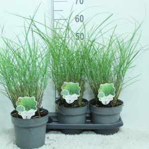 Miscanthus sinensis Gracillimus Miscanthus sin. 'Gracillimus' P19
(3 Plants/Order)(19cmP 60cmH)