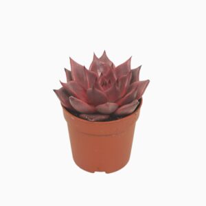 Echeveria Taurus Echeveria taurus 7 cm
(16 Plants/Order)(7cmP 10cmH)