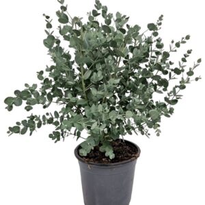 Eucalyptus gunnii Eucalyptus Gunnii Bush
(6 Plants/Order)(17cmP 50cmH)