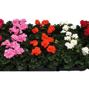 Pelargonium LongLife Zonale Mixshelf
(8 Plants/Order)(10.5cmP 22cmH)