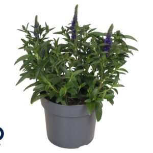 Veronica spicata Anniversary Blue Veronica spic. 17cm Anniversary Blue
(6 Plants/Order)(17cmP 50cmH)