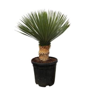 Arrangement Yucca Rostrata P30 80 cm
(8 Plants/Order)(30cmP 70cmH)