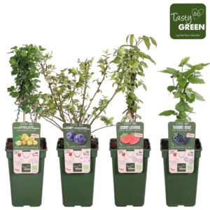 fruit trees and -heesters ov fruit mix tray bio P19 exclusief
(6 Plants/Order)(19cmP 50cmH)