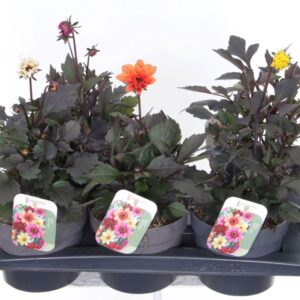 Dahlia other stek/zaad Dahlia Happy Days mix
(6 Plants/Order)(17cmP 40cmH)