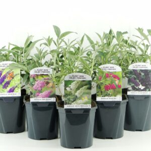 Buddleja Buddleja davidii mix LAAG
(6 Plants/Order)(17cmP 45cmH)
