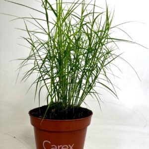 Siergrassen mix Carex 'Little Midge' p10.5
(12 Plants/Order)(10.5cmP 25cmH)