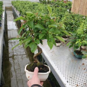 Bonsai Malus domestica
(7 Plants/Order)(16cmP 30cmH)