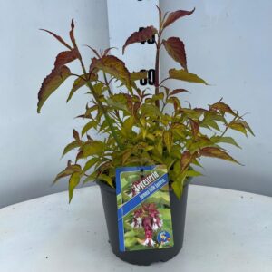 Leycesteria formosa Leycesteria formosa Little Lanterns ('CDC01'PBR)
(1 Plants/Order)(19cmP 40cmH)