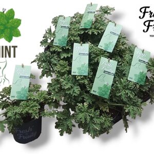 Pelargonium Welrieke Pel. Fresh&Fruity® MINT Fresh
(8 Plants/Order)(12cmP 20cmH)