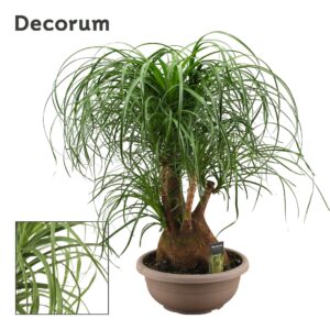 Nolina recurvata Beaucarnea busch compact 35 cm (Decorum)
(1 Plants/Order)(35cmP 80cmH)